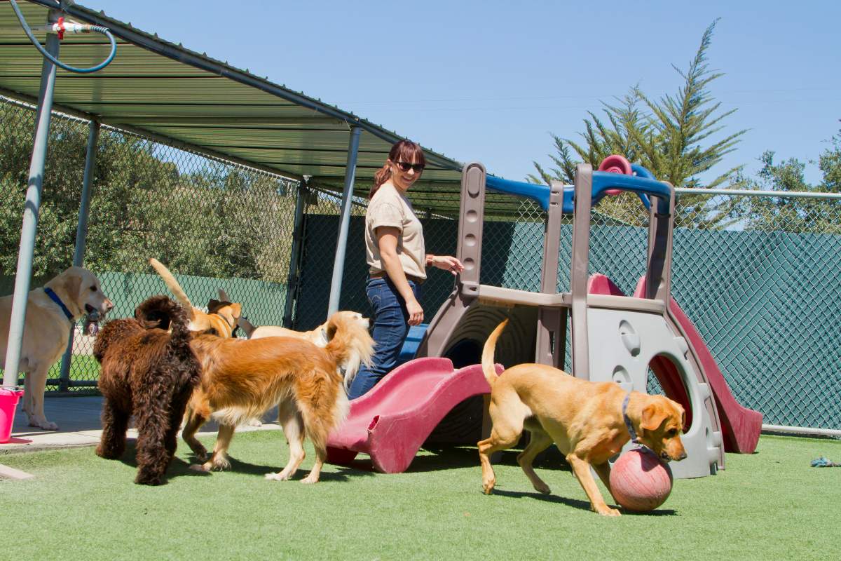 Dog Boarding photo from Adobe Stock