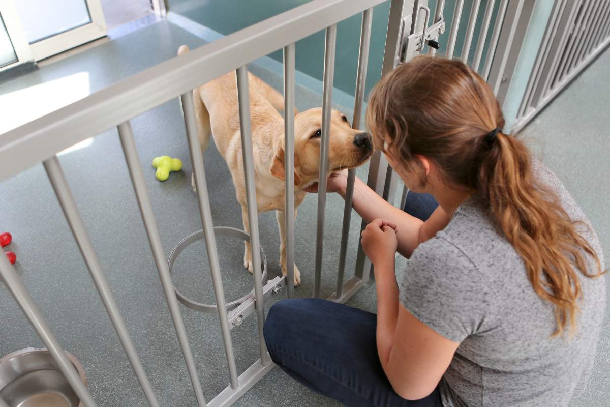 Dog Boarding photo from Adobe Stock