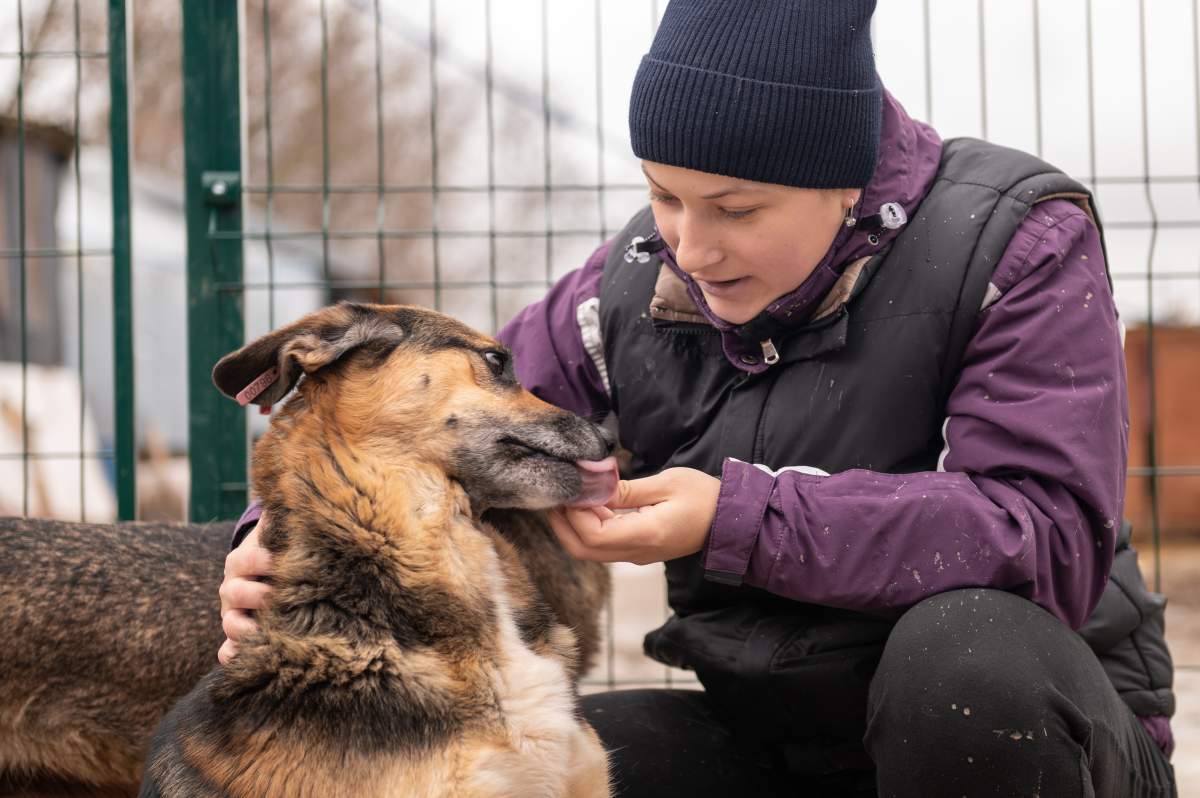 Dog Boarding photo from Adobe Stock
