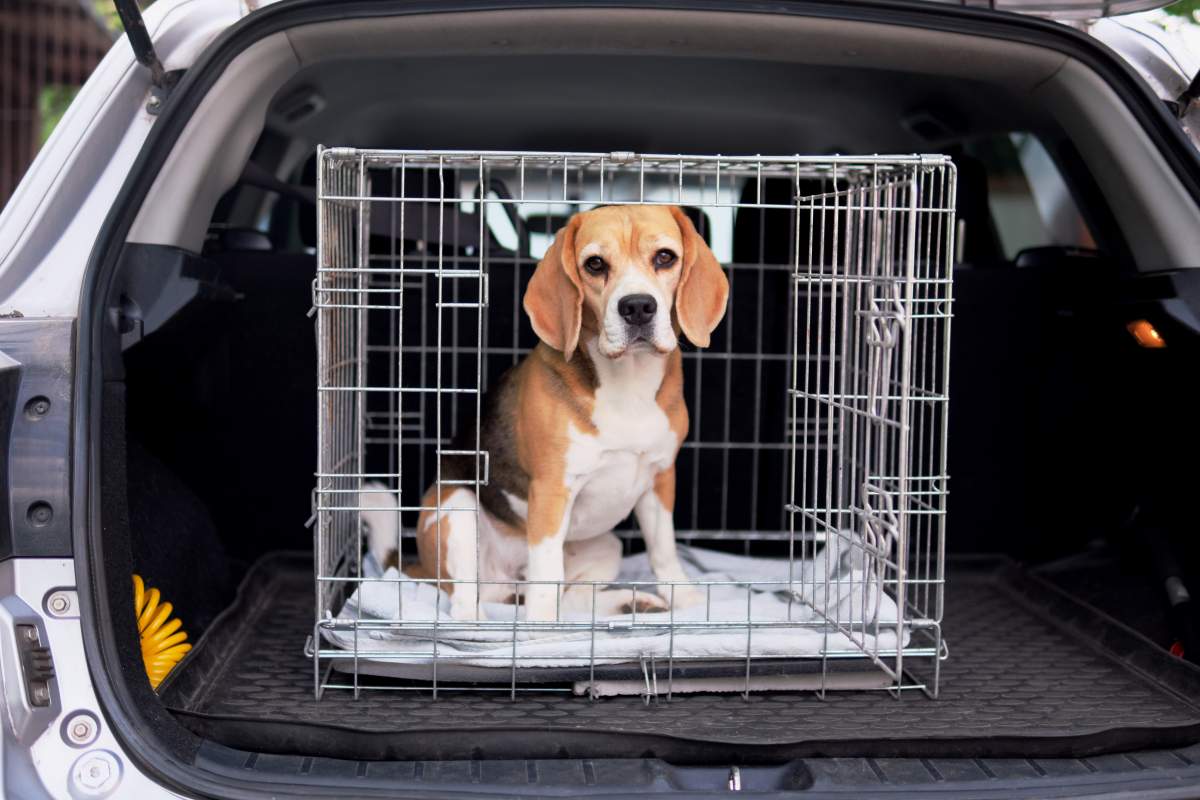 Dog Boarding photo from Adobe Stock