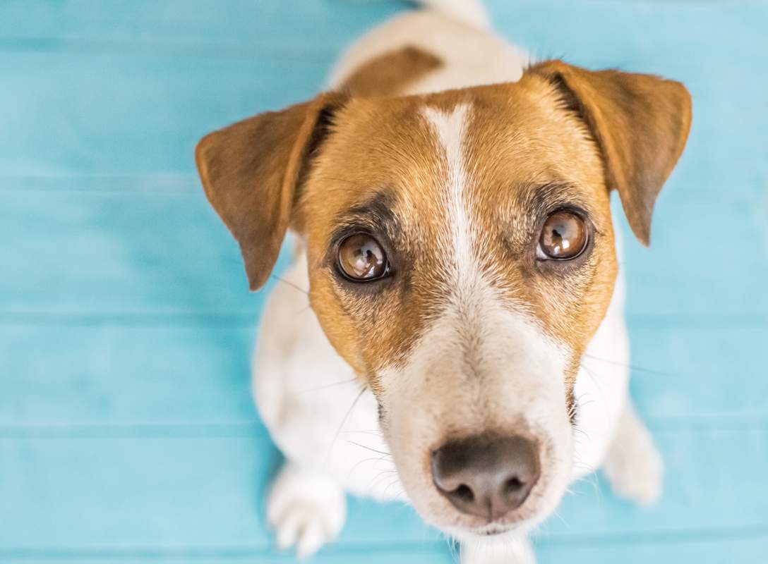 Dog Boarding photo from Adobe Stock