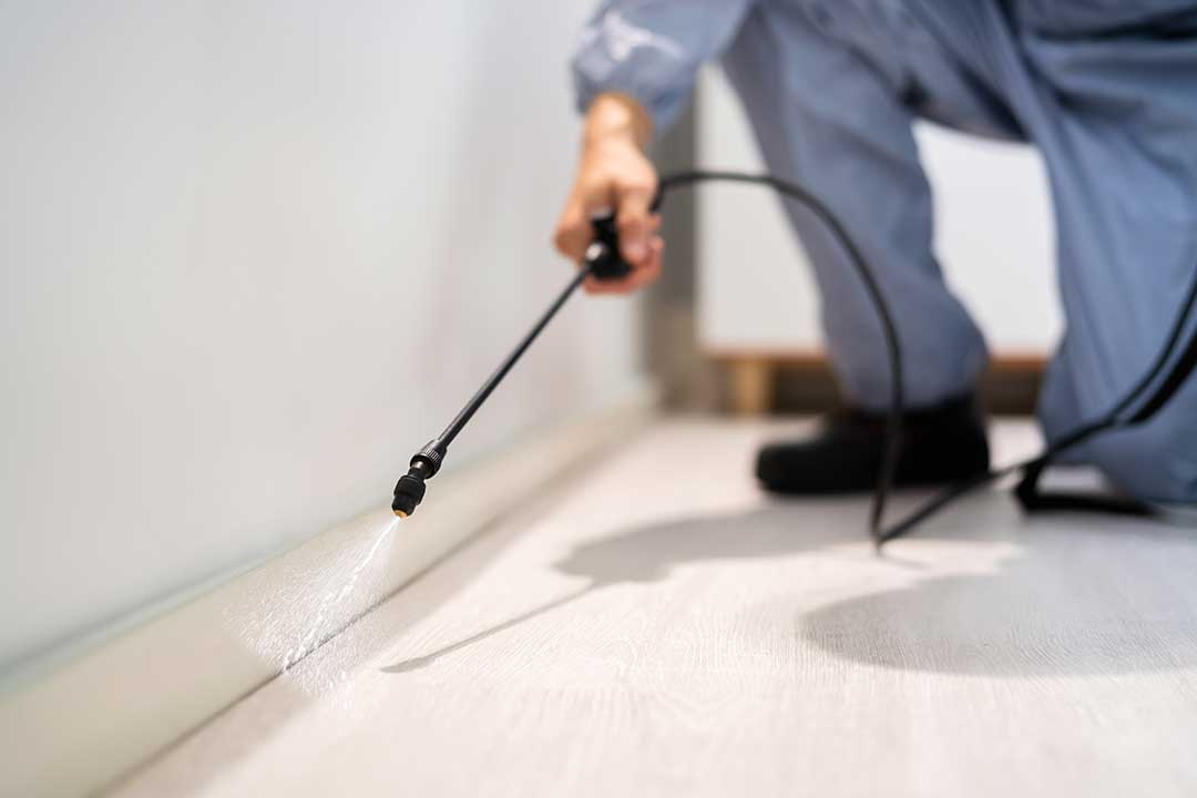 Pest Control photo from Adobe Stock