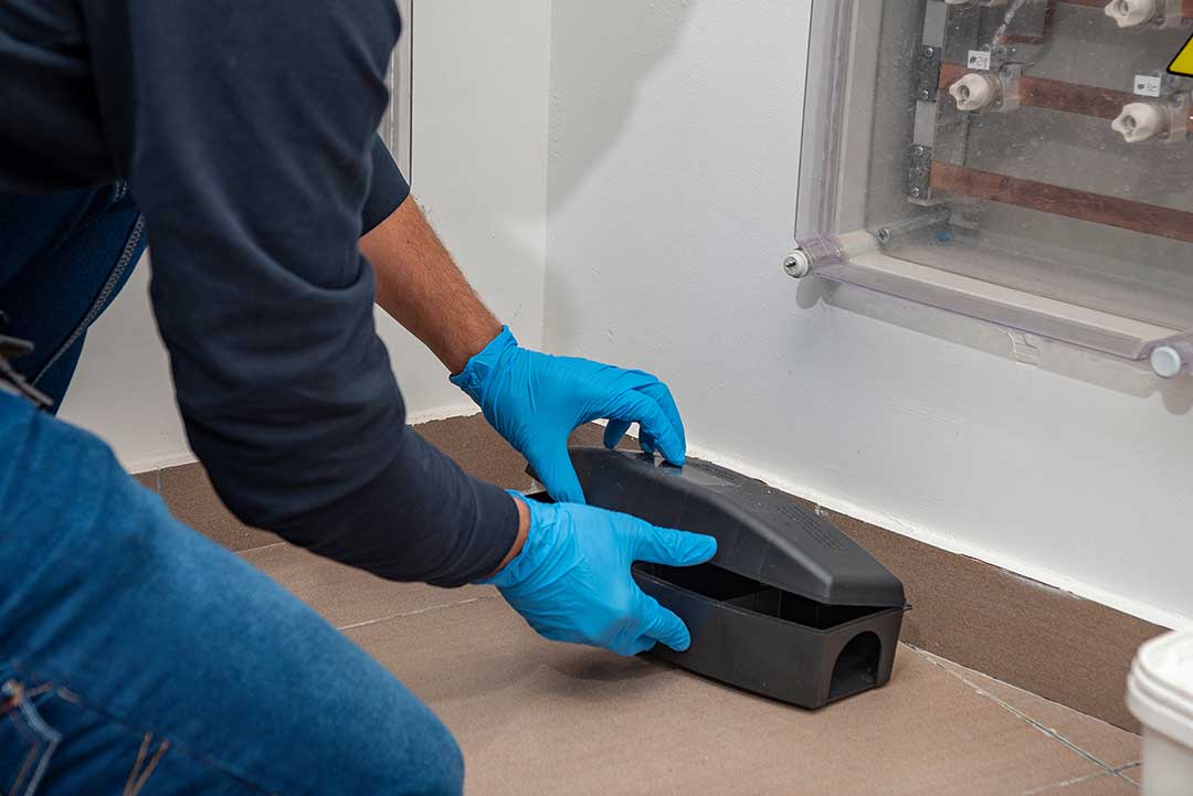 Pest Control photo from Adobe Stock