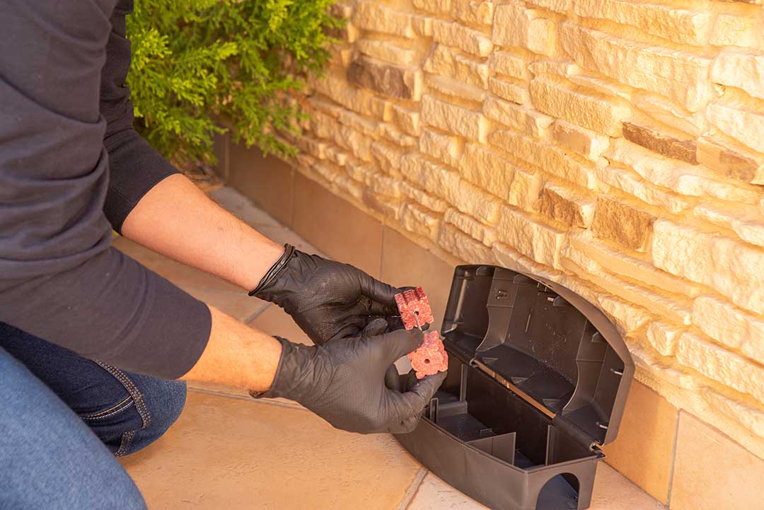 Pest Control photo from Adobe Stock