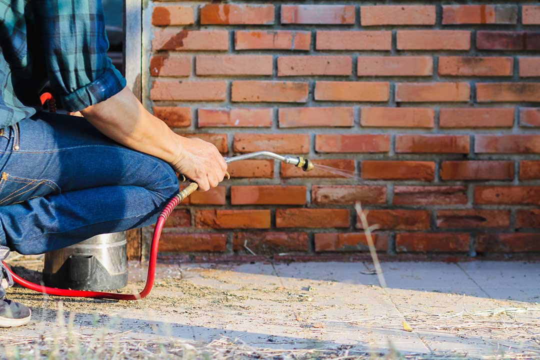 Pest Control photo from Adobe Stock