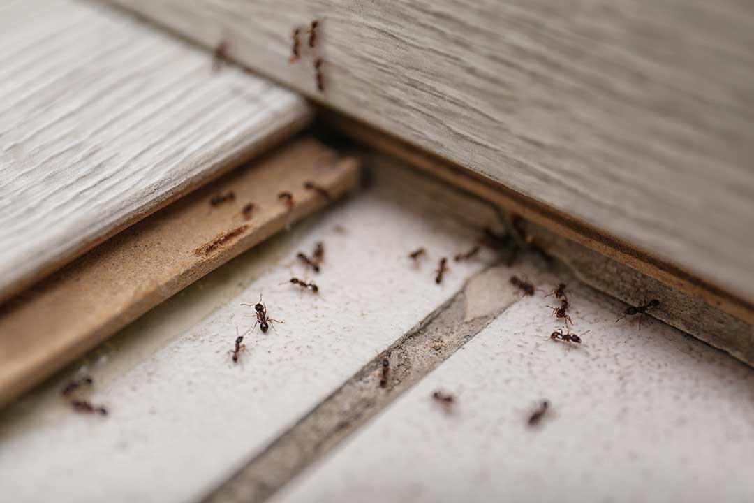 Pest Control photo from Adobe Stock
