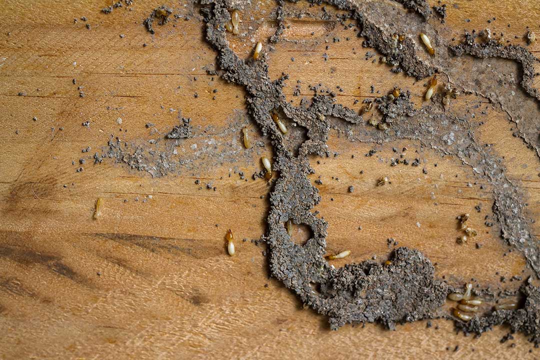 Pest Control photo from Adobe Stock
