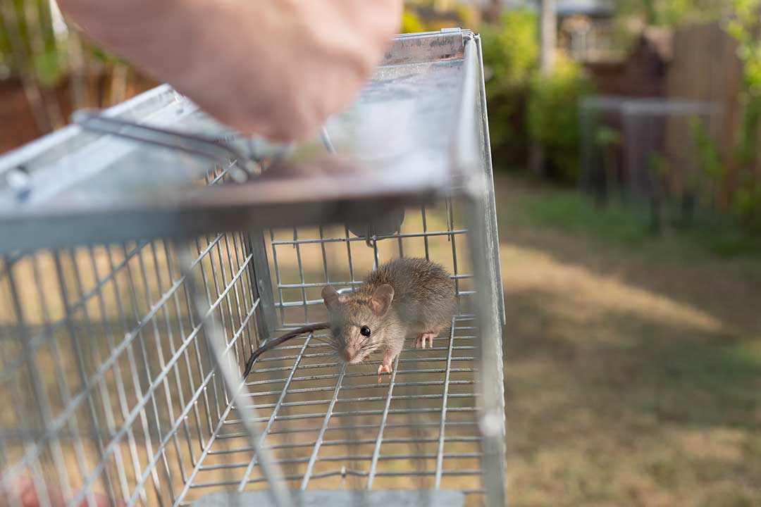 Pest Control photo from Adobe Stock