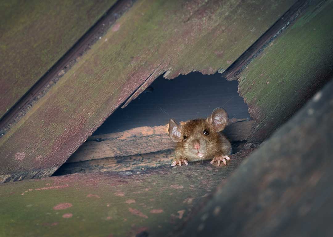 Pest Control photo from Adobe Stock