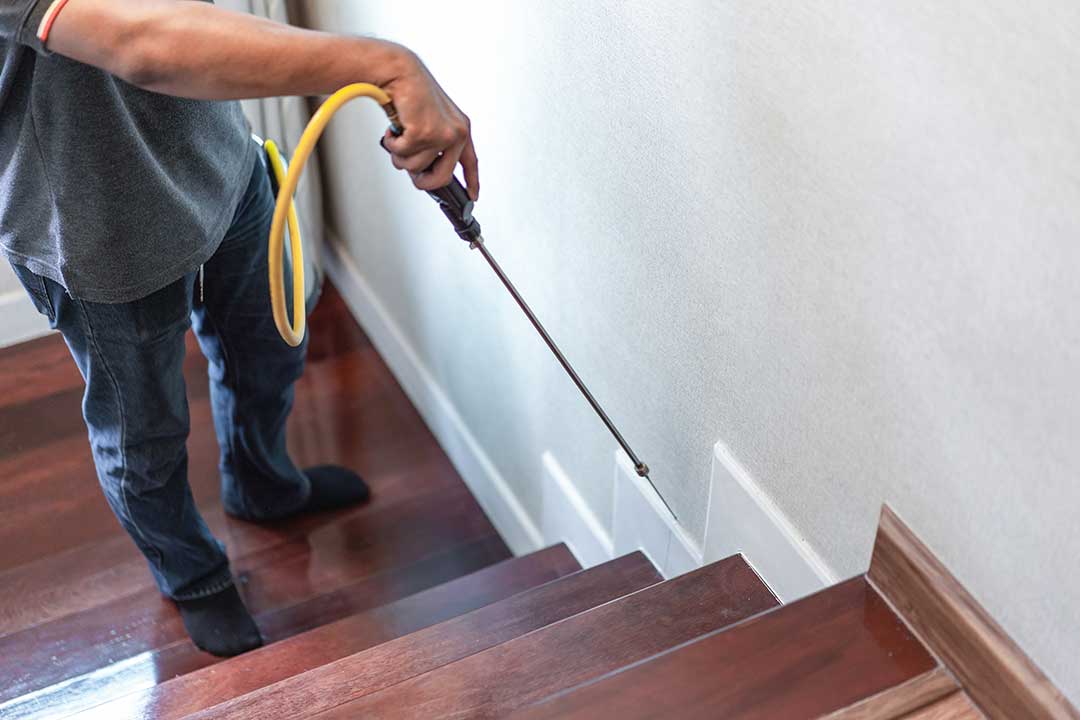 Pest Control photo from Adobe Stock