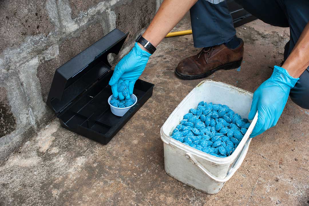 Pest Control photo from Adobe Stock