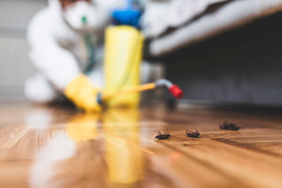 Pest Control photo from Adobe Stock