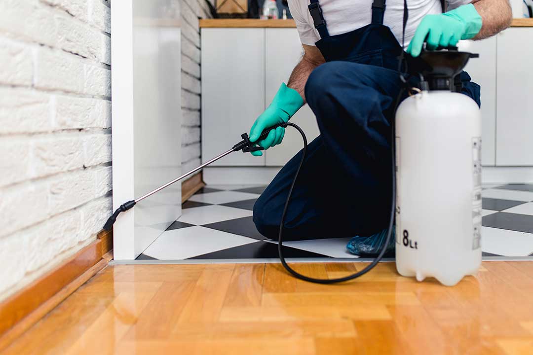 Pest Control photo from Adobe Stock