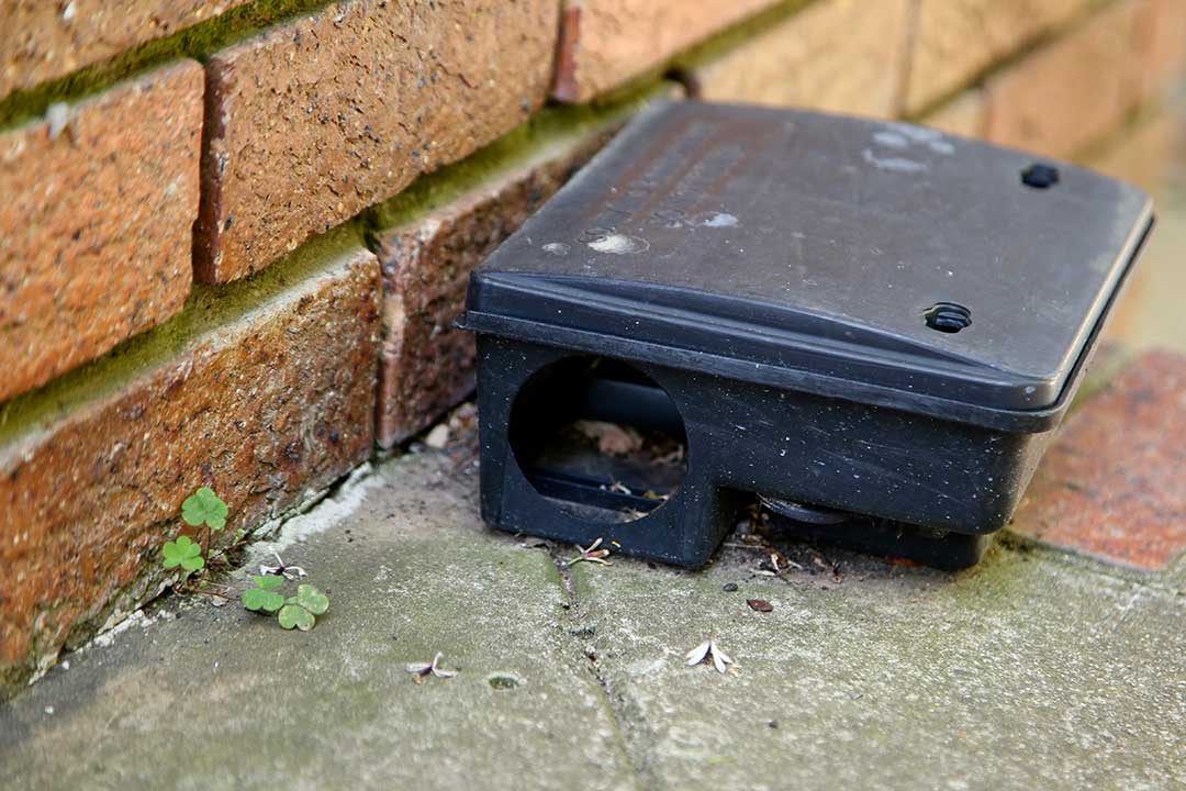 Pest Control photo from Adobe Stock