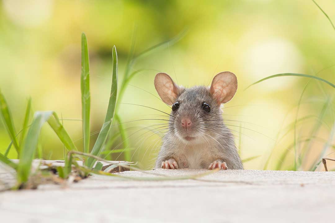 Pest Control photo from Adobe Stock