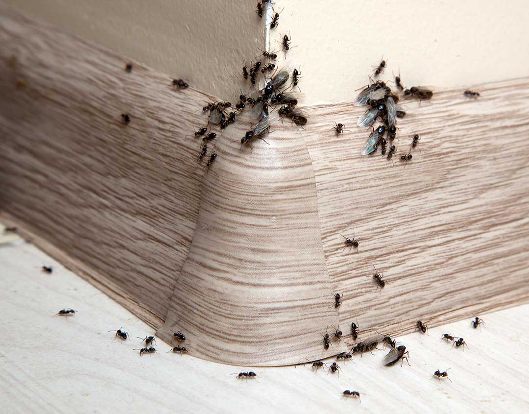 Pest Control photo from Adobe Stock