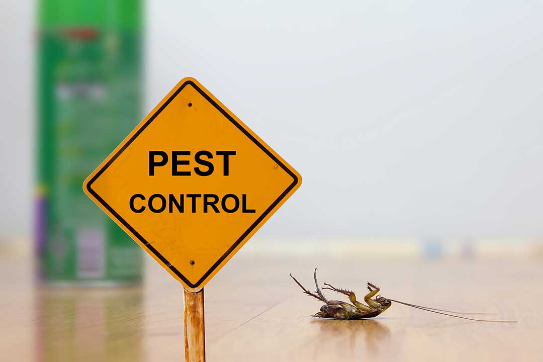Pest Control photo from Adobe Stock
