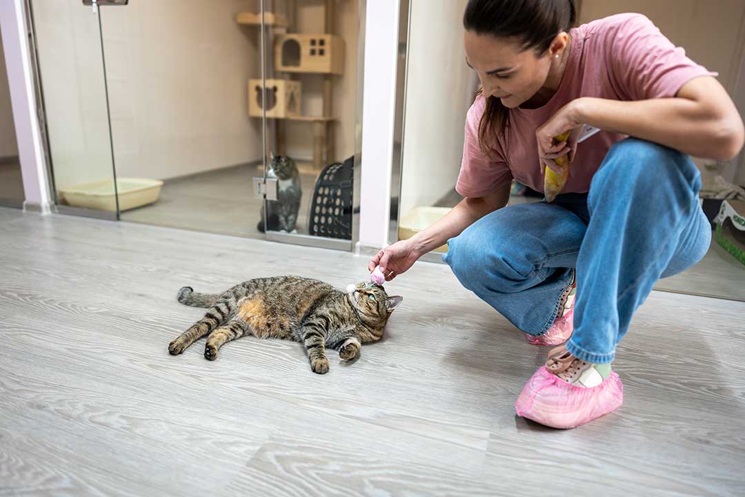 Pet Boarding photo from Adobe Stock