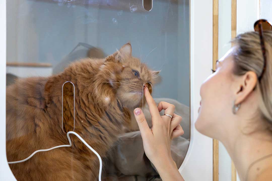 Pet Boarding photo from Adobe Stock
