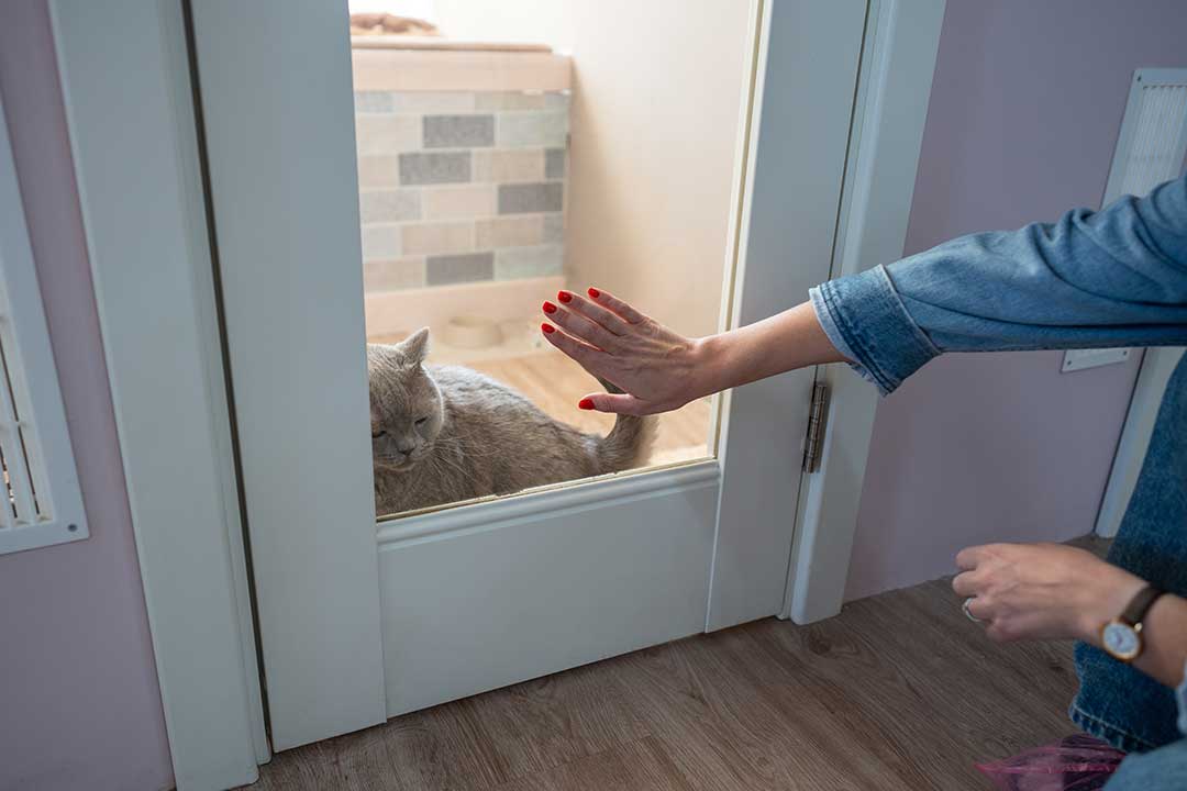 Pet Boarding photo from Adobe Stock