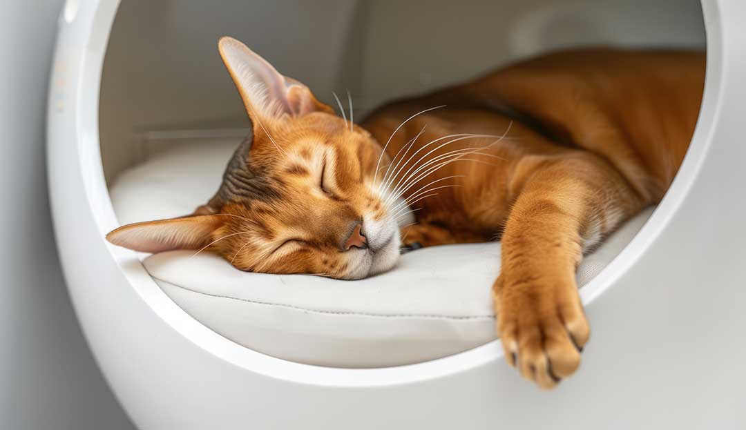 Pet Boarding photo from Adobe Stock
