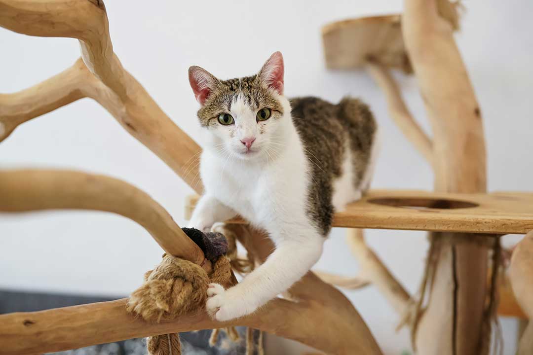 Pet Boarding photo from Adobe Stock