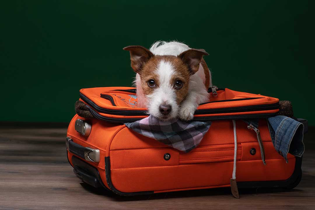 Pet Boarding photo from Adobe Stock