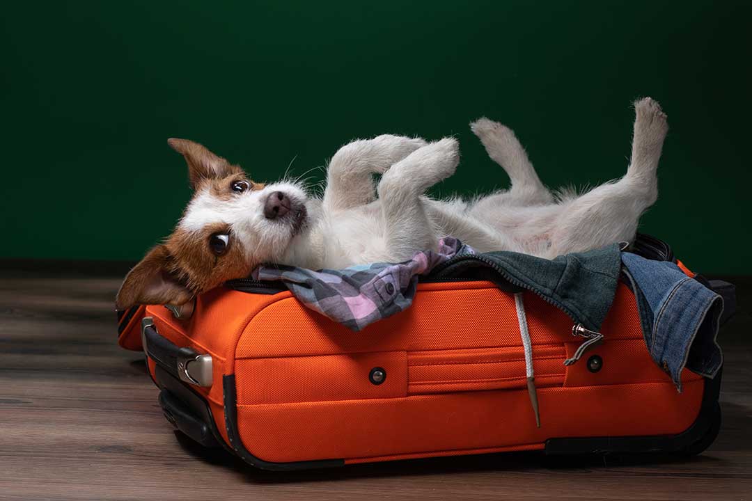 Pet Boarding photo from Adobe Stock