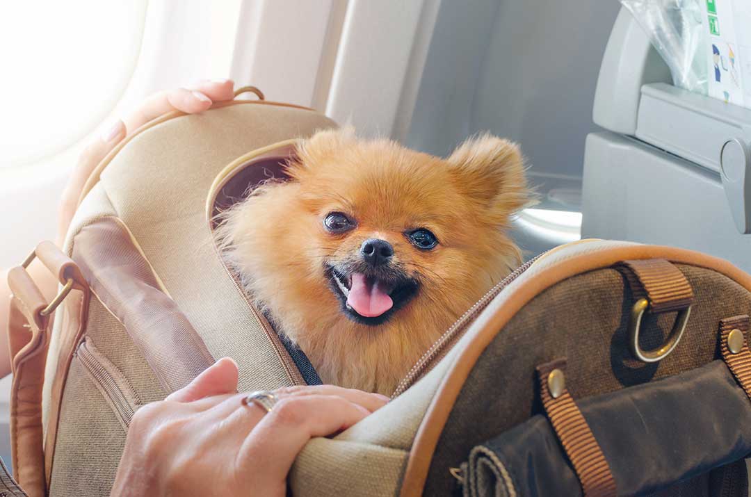 Pet Boarding photo from Adobe Stock