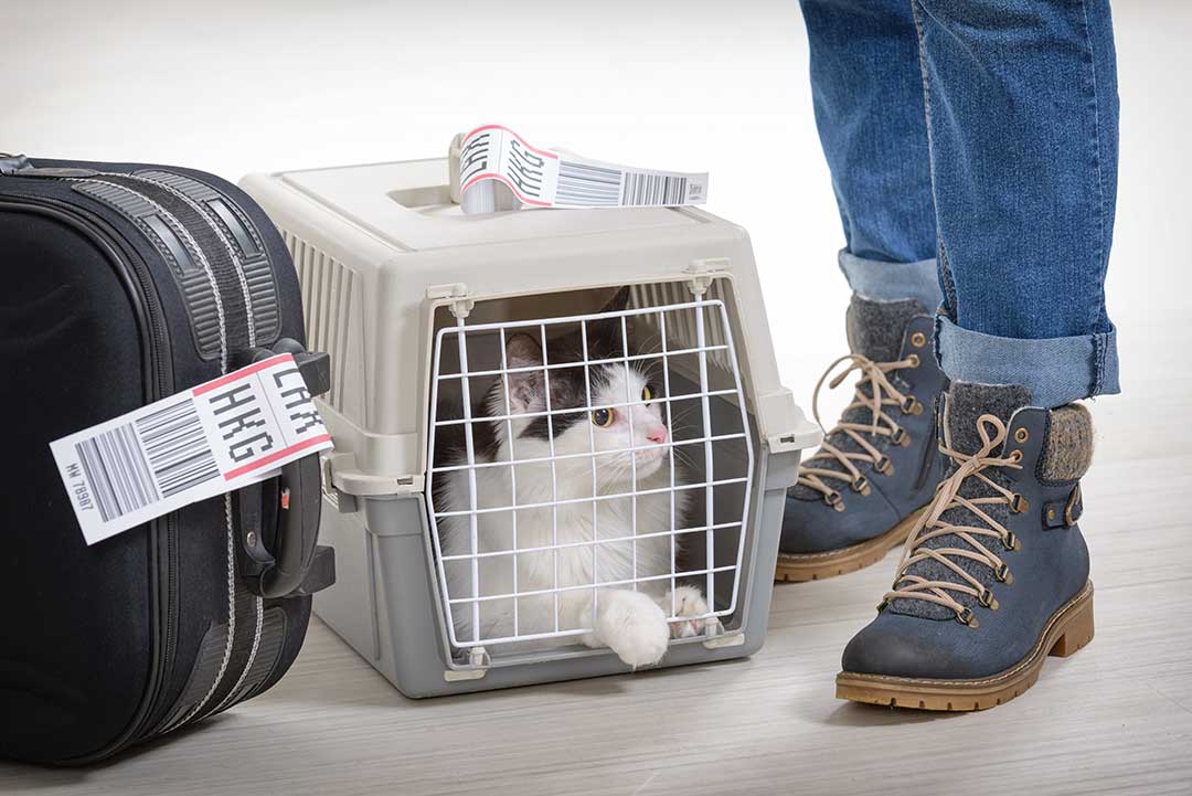 Pet Boarding photo from Adobe Stock