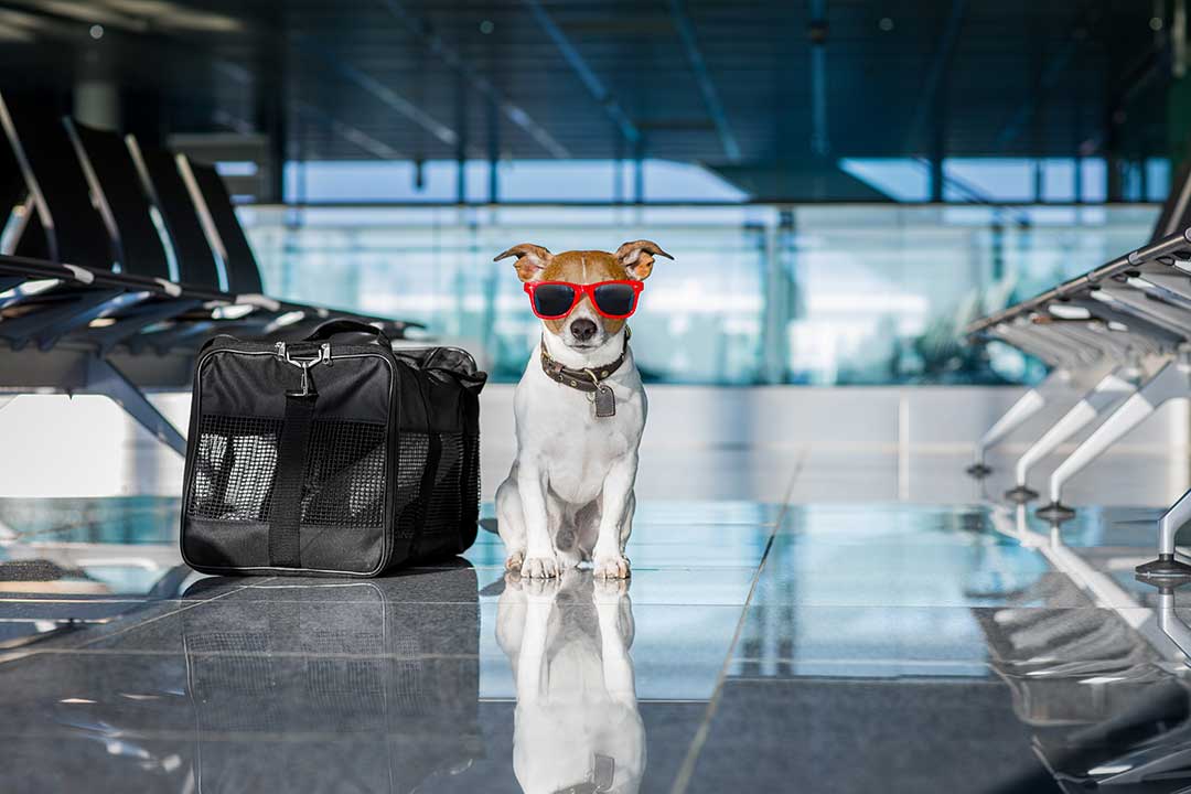 Pet Boarding photo from Adobe Stock