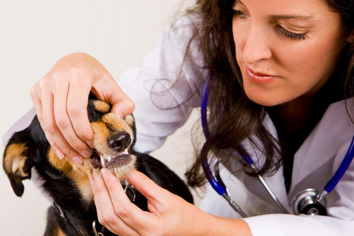 Veterinarian photo from Adobe Stock