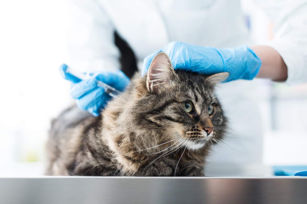 Veterinarian photo from Adobe Stock