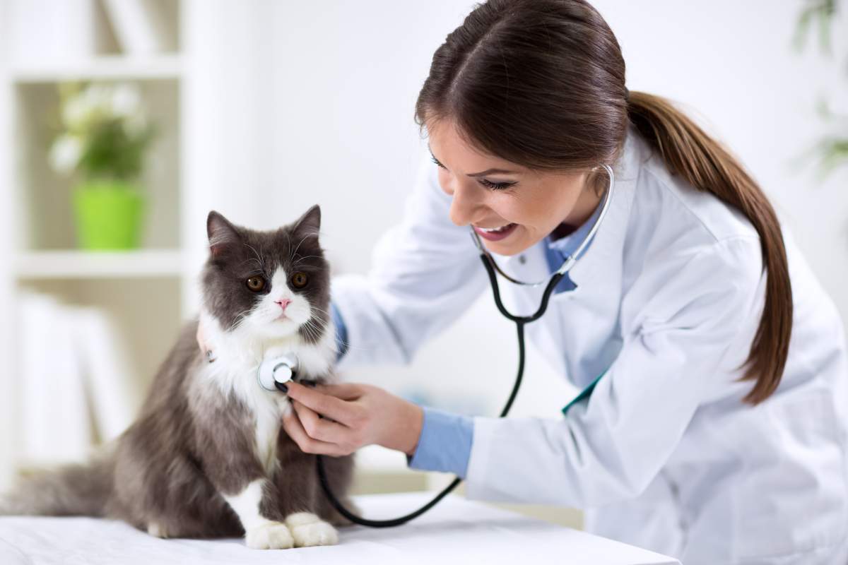 Veterinarian photo from Adobe Stock