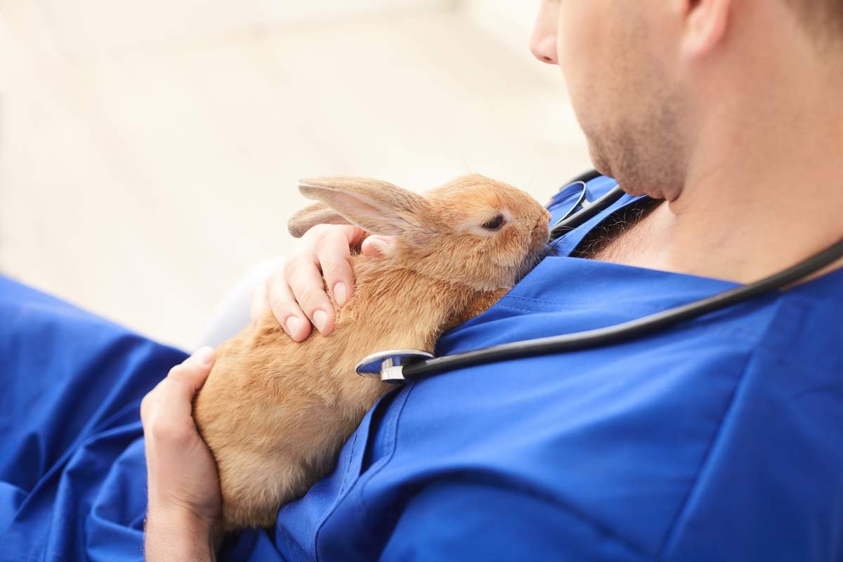 Veterinarian photo from Adobe Stock