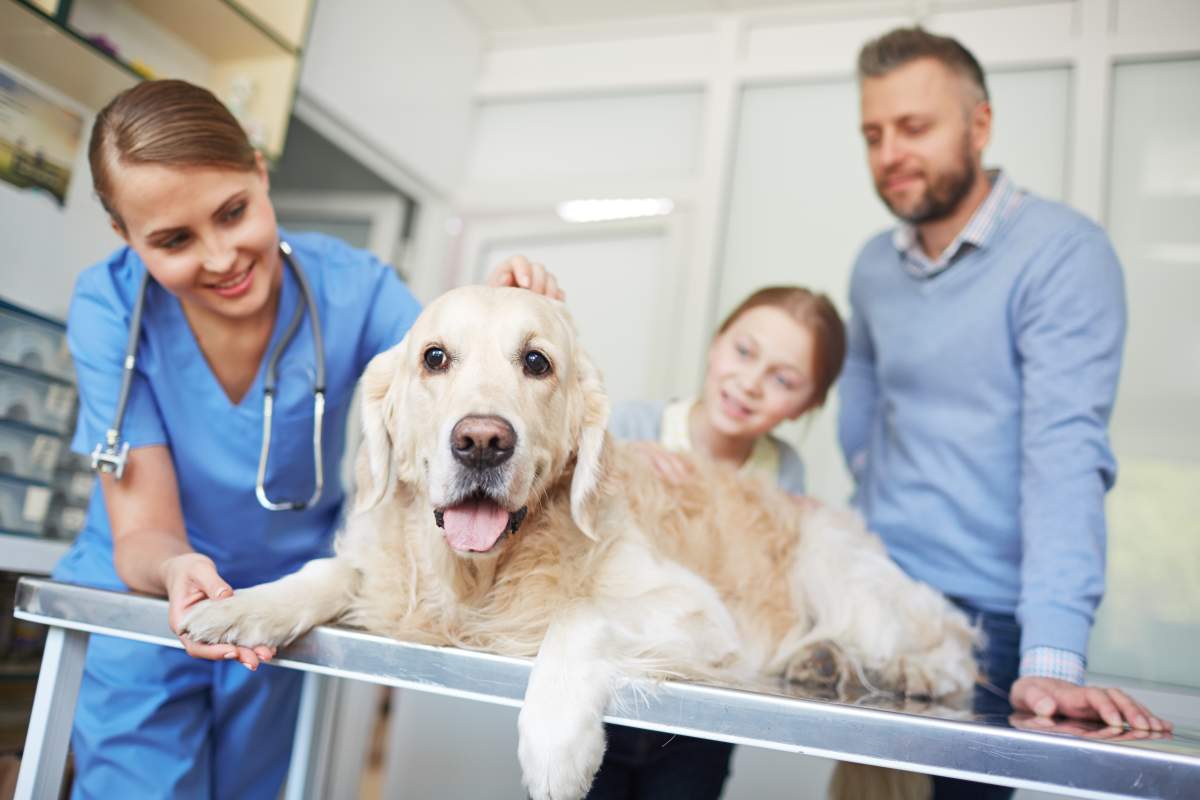 Veterinarian photo from Adobe Stock