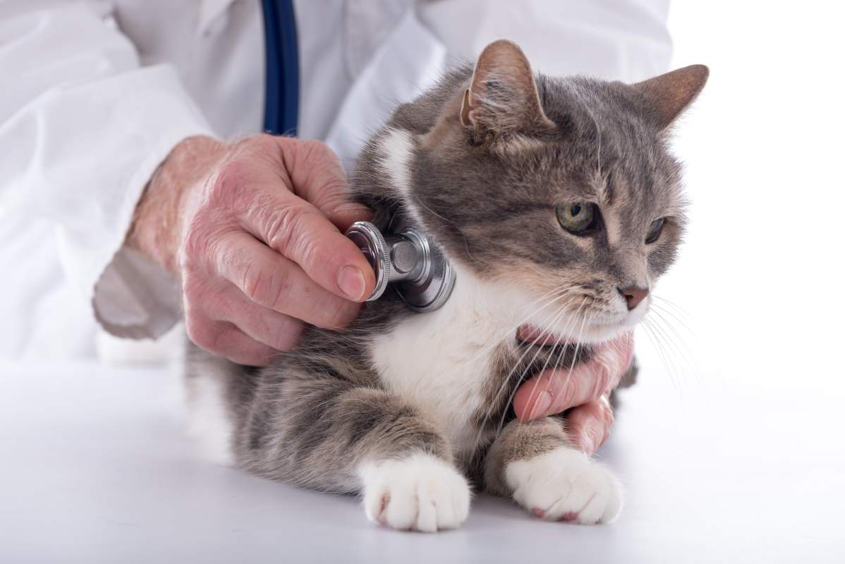 Veterinarian photo from Adobe Stock