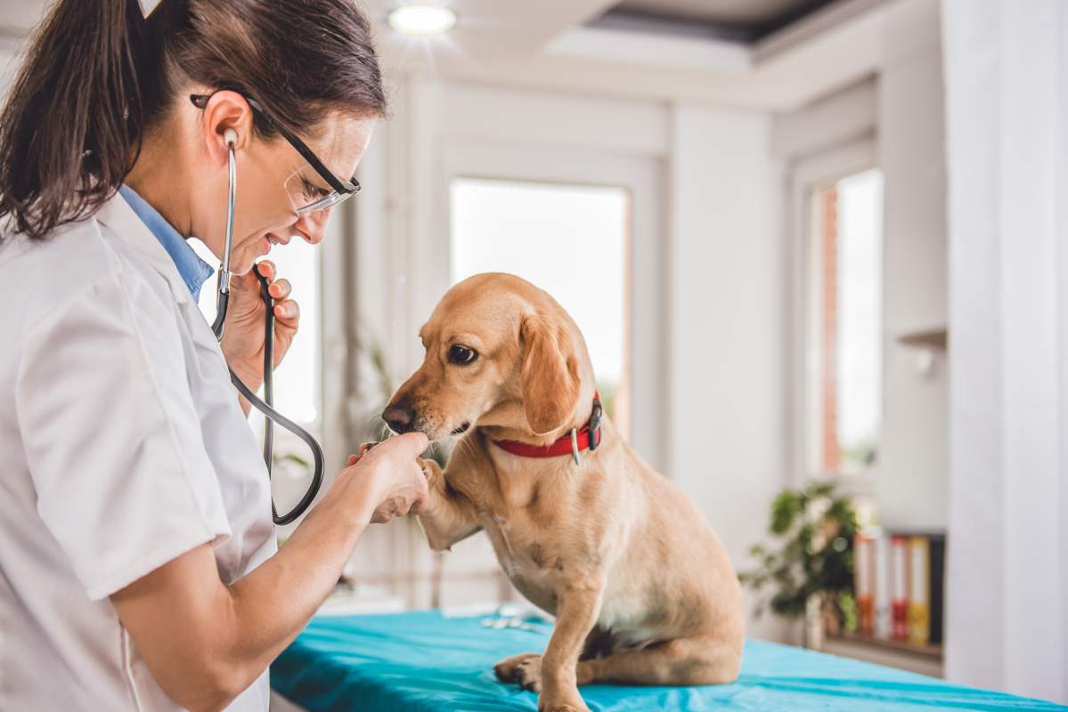 Veterinarian photo from Adobe Stock