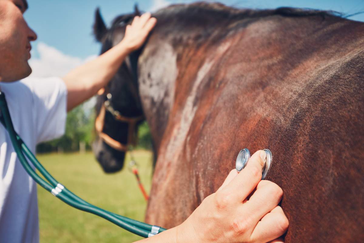 Veterinarian photo from Adobe Stock
