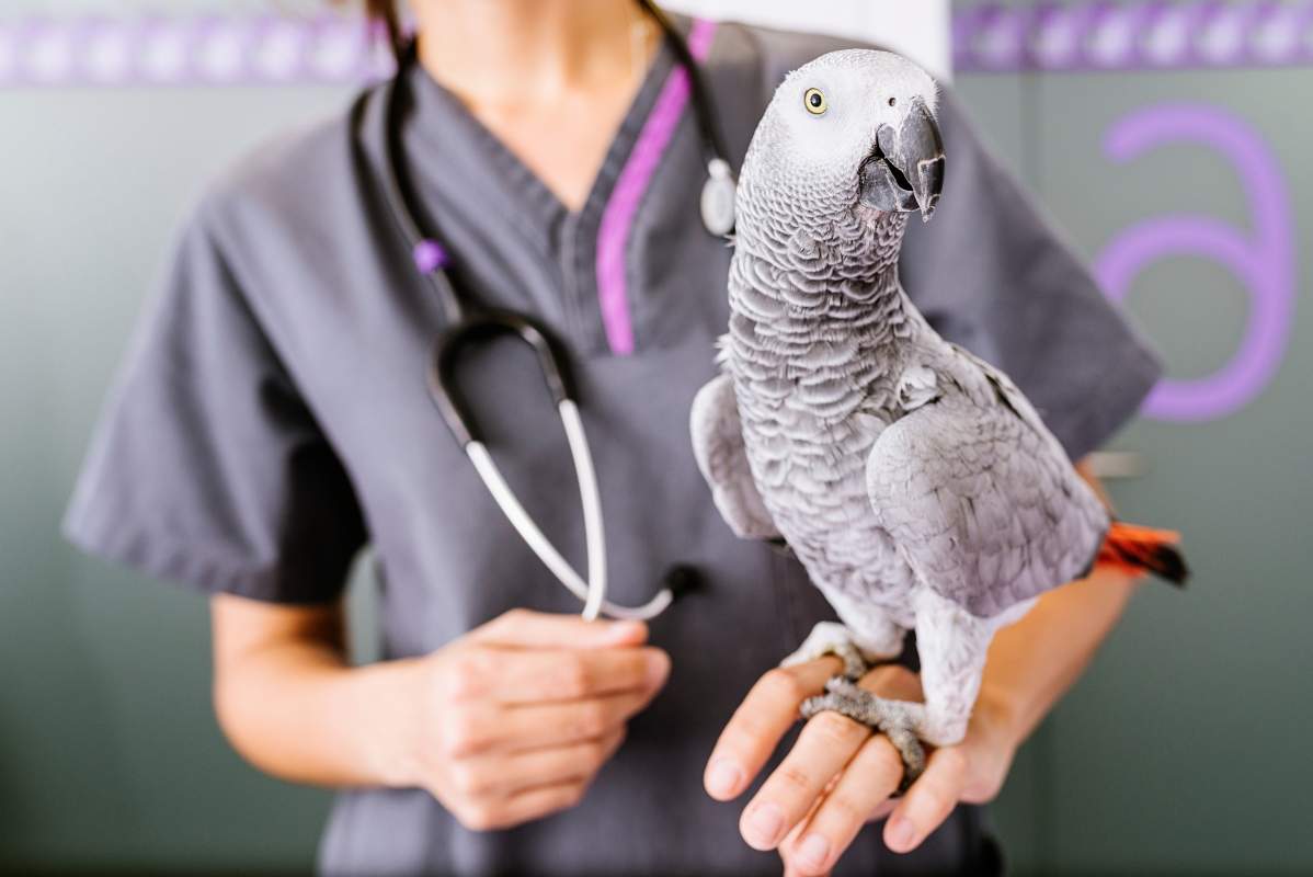 Veterinarian photo from Adobe Stock