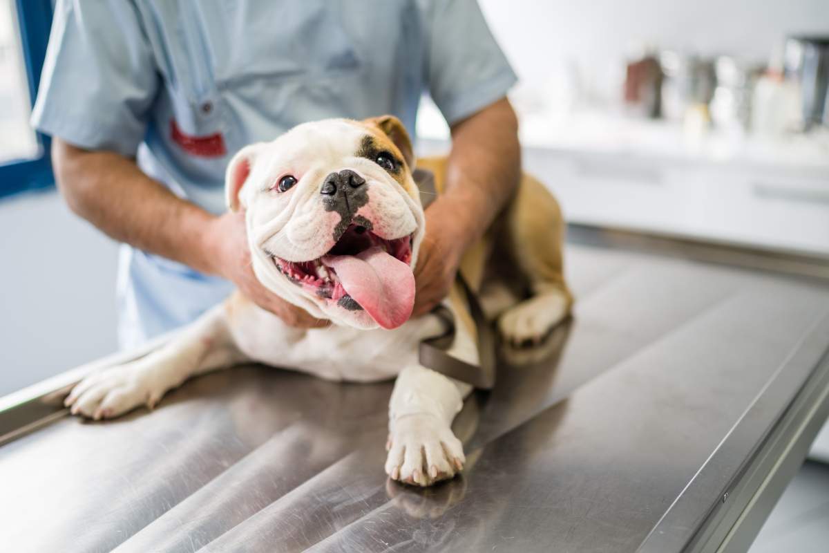 Veterinarian photo from Adobe Stock