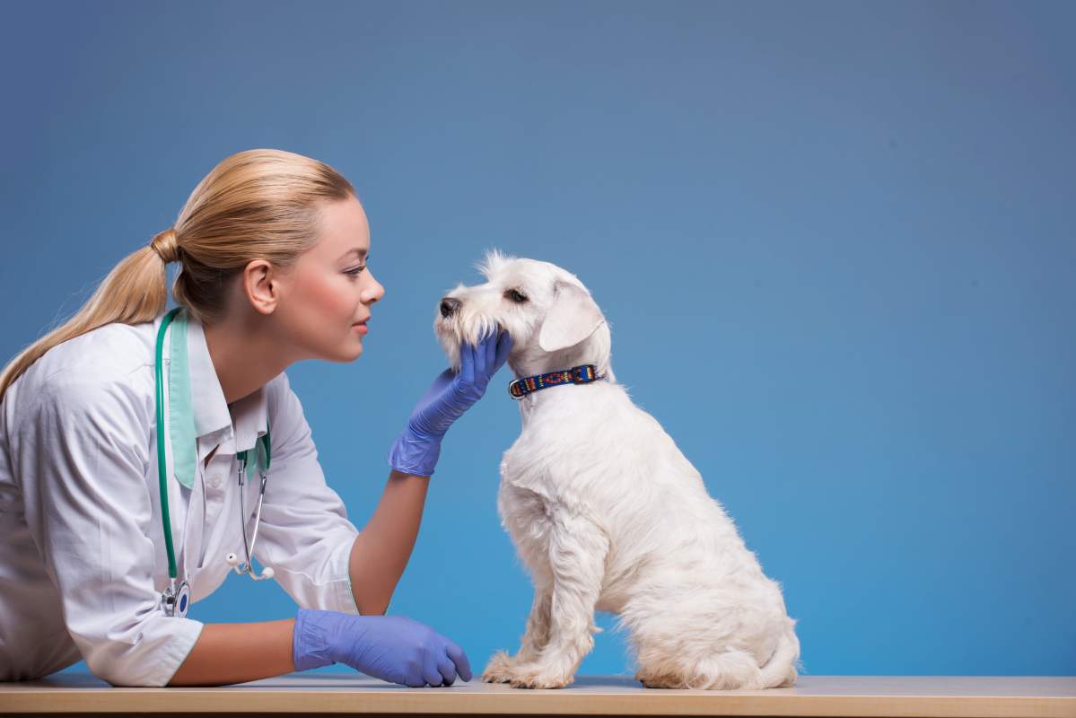Veterinarian photo from Adobe Stock