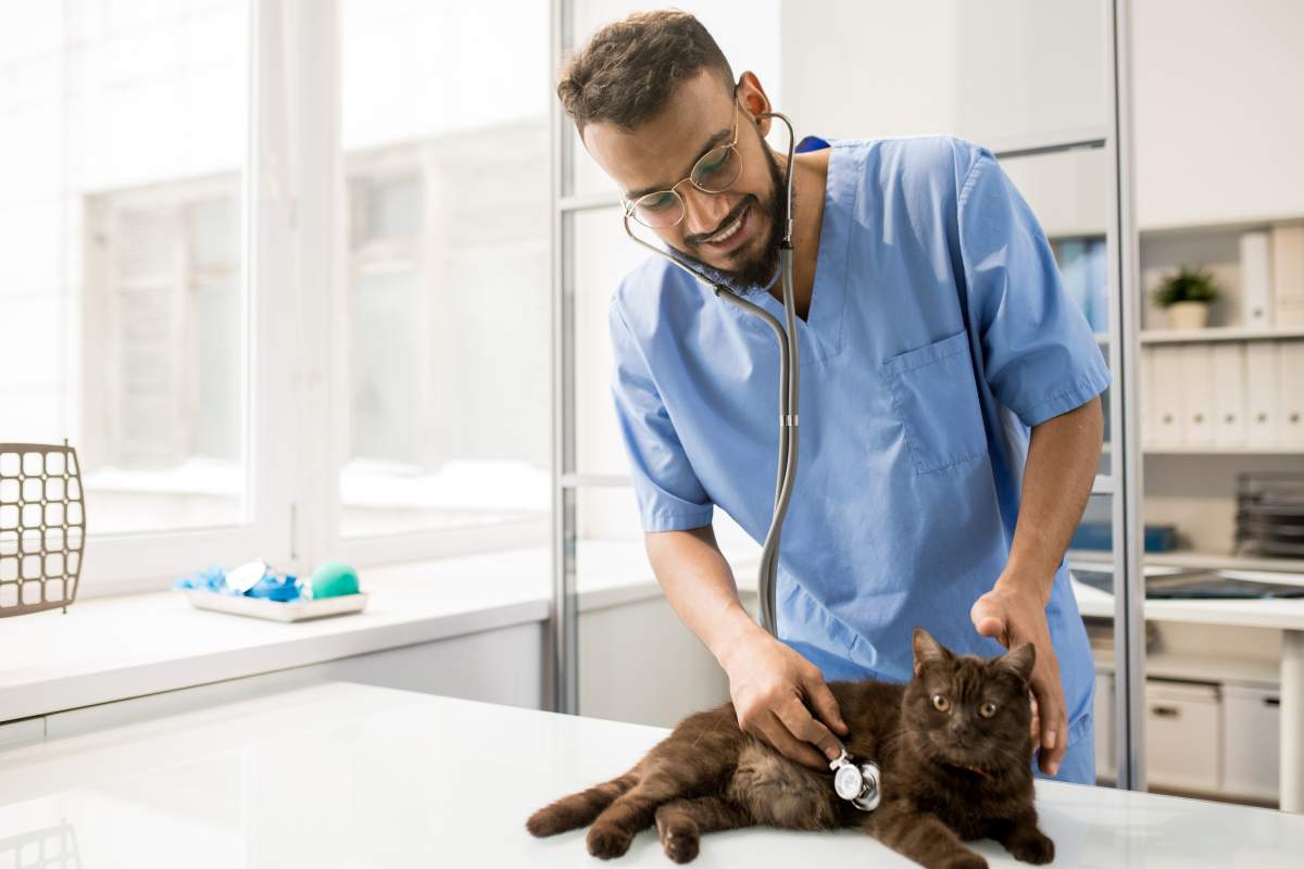 Veterinarian photo from Adobe Stock