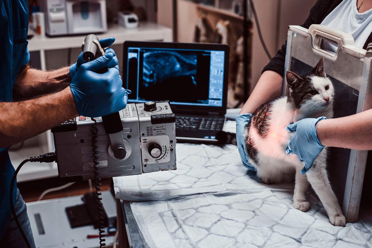 Veterinarian photo from Adobe Stock