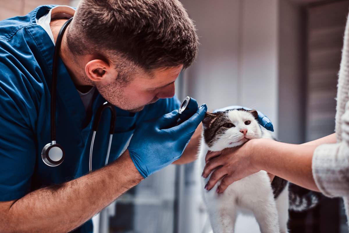 Veterinarian photo from Adobe Stock