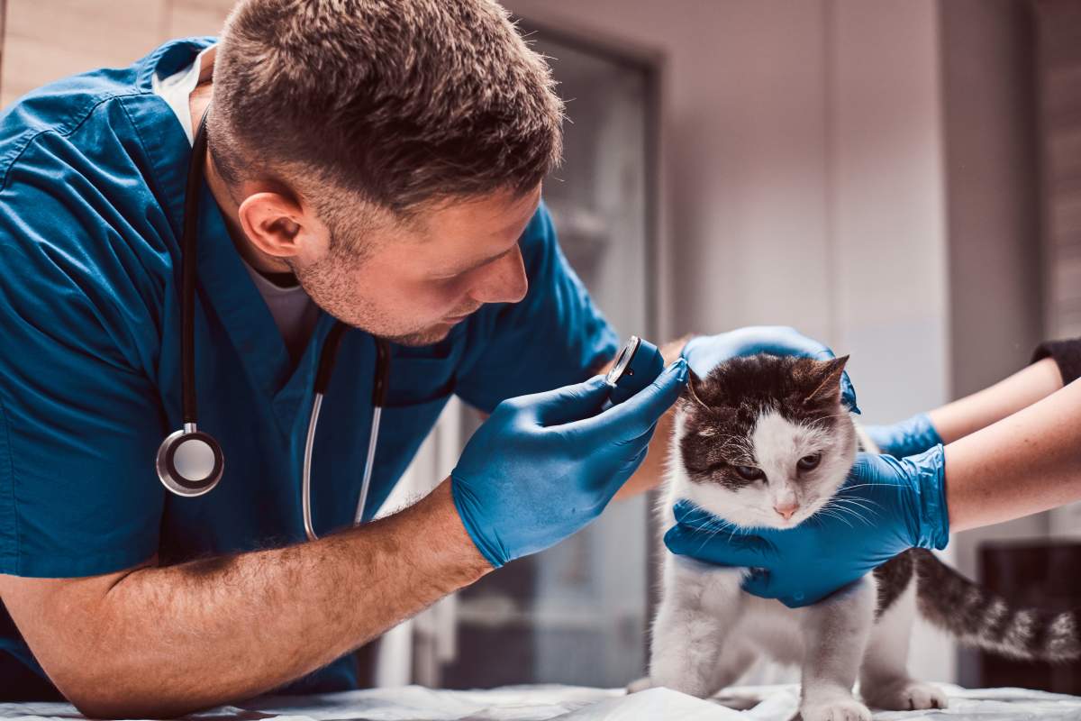 Veterinarian photo from Adobe Stock