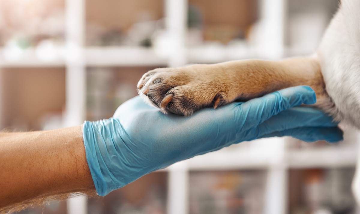 Veterinarian photo from Adobe Stock