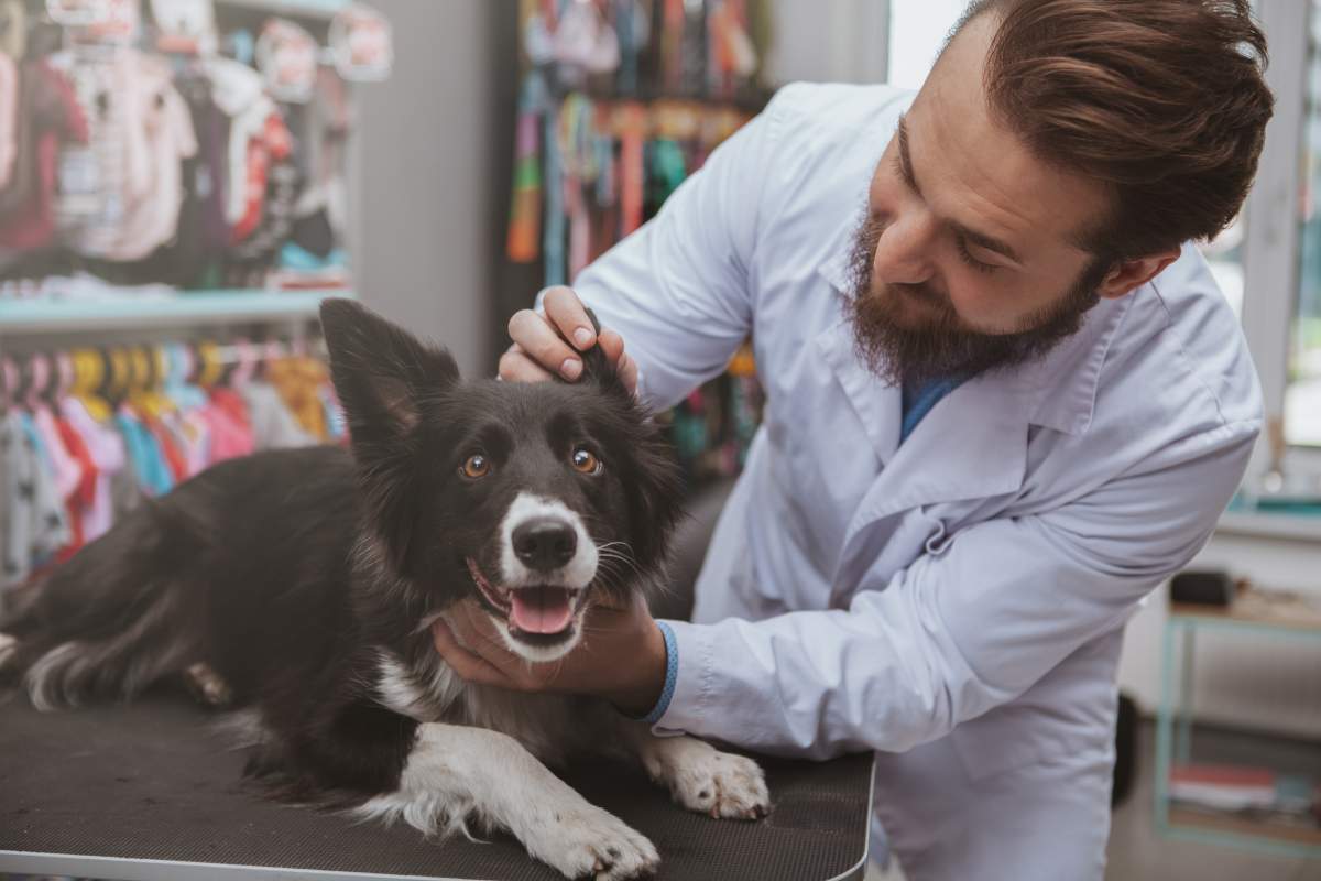 Veterinarian photo from Adobe Stock