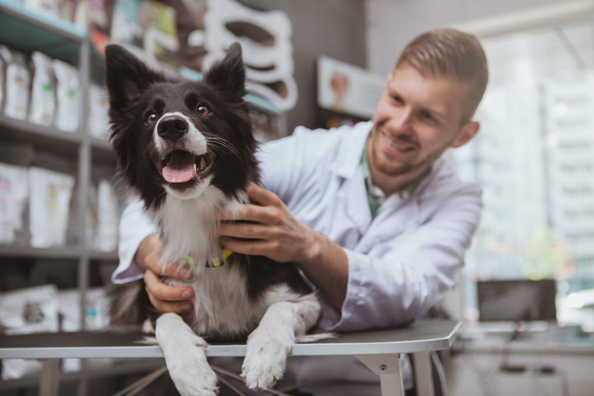 Veterinarian photo from Adobe Stock