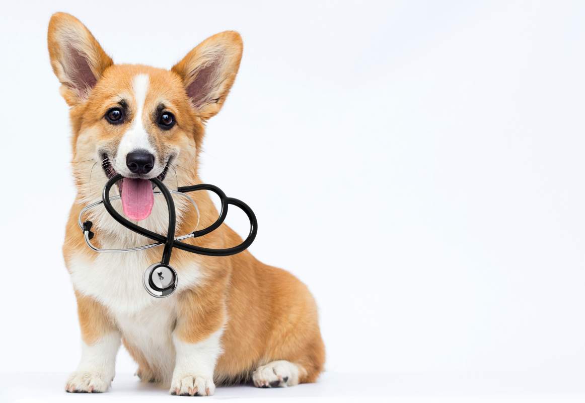 Veterinarian photo from Adobe Stock